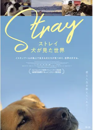 ストレイ 犬が見た世界 映画情報 レビュー 評価 あらすじ Filmarks映画