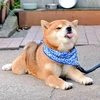 りか