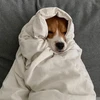犬好きのトライ
