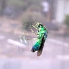 オオセイボウ