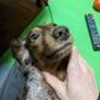 レオ