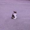 梅まぐろ