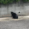 ryo