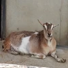 艾