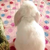 まるこ
