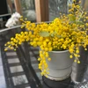 yellowflowerand