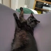 人脂