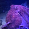 押忍だね