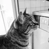 おでん