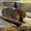 リョウスケ