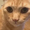 nya.nyan._.