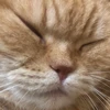 リ