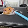 ハム太郎