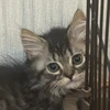 まちこ