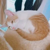 とし