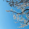 summer_wind3012
