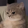 百