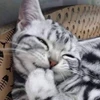 ひつじ
