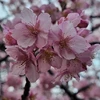 fuyutoharu