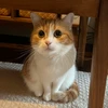 けだまちゃん