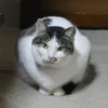 ネーコ