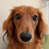 ネピアの亭主