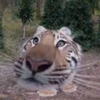 さく