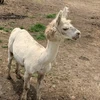 ぴらっぷ