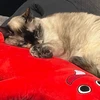 ゆるねこ