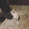 ゾ