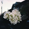 うに