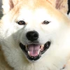 ひろぽん