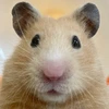 りん
