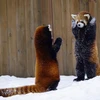 レッサーパンダ