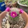 flower_coffee87