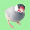 あかちく