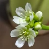 Remi0903