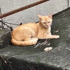 よりちゃん