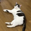 cat-Sora