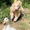 て