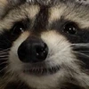 ふか
