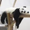 れいら
