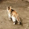 tatata