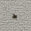 おおすけ