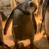 ウォウ