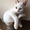 ヴィータ