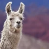 Llamita