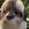 ちっぴ