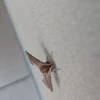 にこにこぽ
