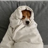可惜夜